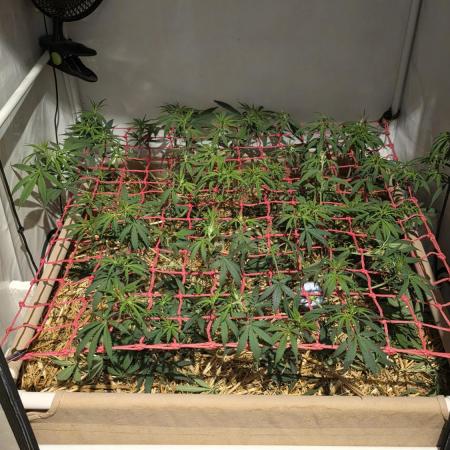 ACE once again. 3x Super Malawi Haze