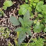 Green Poison SweetSeeds-ACE Zamaldelica