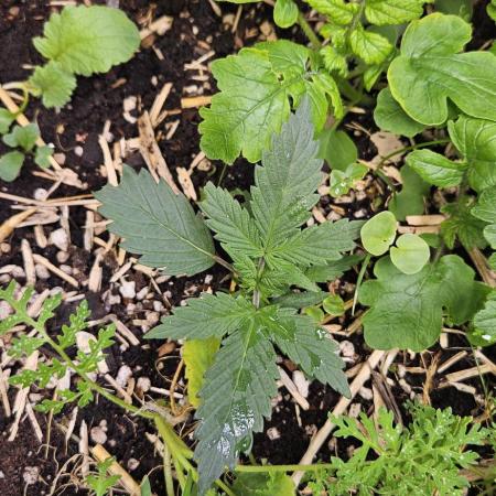Green Poison SweetSeeds-ACE Zamaldelica