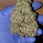 Sweet Seeds Gorilla Girl XL Auto