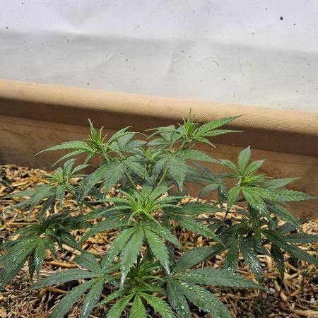 Green Poison SweetSeeds-ACE Zamaldelica