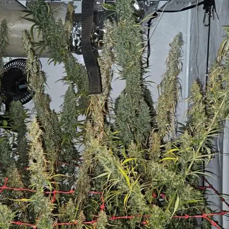 ACE Golden Tiger Thai dominant Living soil