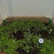 ACE once again. 3x Super Malawi Haze