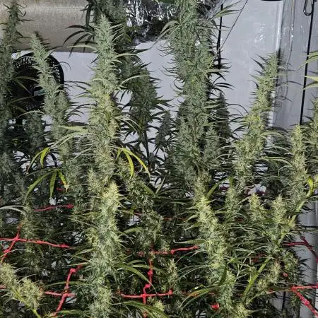 ACE Golden Tiger Thai dominant Living soil