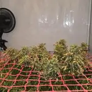 Neville's Haze