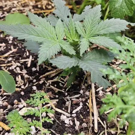 Green Poison SweetSeeds-ACE Zamaldelica