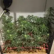 ACE once again. 3x Super Malawi Haze