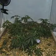 ACE once again. 3x Super Malawi Haze