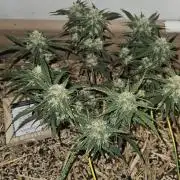 Green Poison SweetSeeds-ACE Zamaldelica