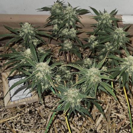 Green Poison SweetSeeds-ACE Zamaldelica