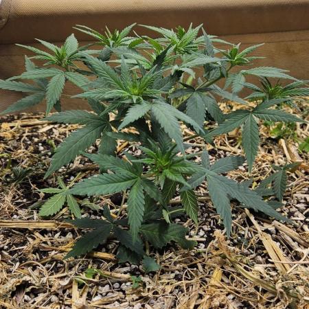 Green Poison SweetSeeds-ACE Zamaldelica