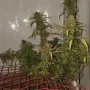 ACE once again. 3x Super Malawi Haze