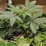 Green Poison SweetSeeds-ACE Zamaldelica