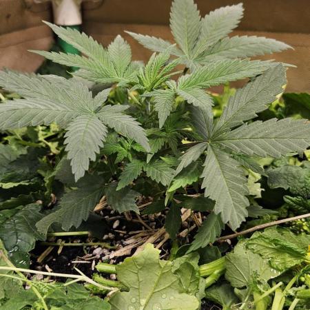 Green Poison SweetSeeds-ACE Zamaldelica