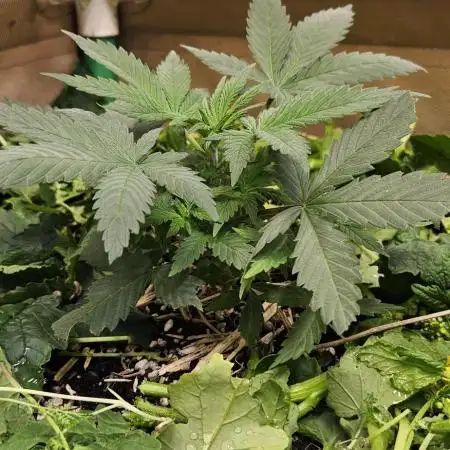 Green Poison SweetSeeds-ACE Zamaldelica