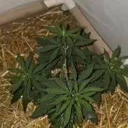 ACE once again. 3x Super Malawi Haze