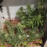 ACE once again. 3x Super Malawi Haze