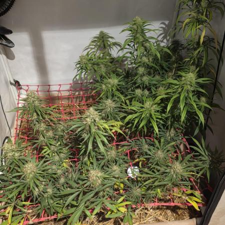 ACE once again. 3x Super Malawi Haze