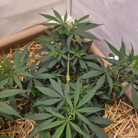 ACE once again. 3x Super Malawi Haze