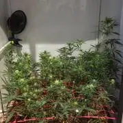 ACE once again. 3x Super Malawi Haze