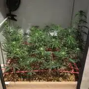 ACE once again. 3x Super Malawi Haze