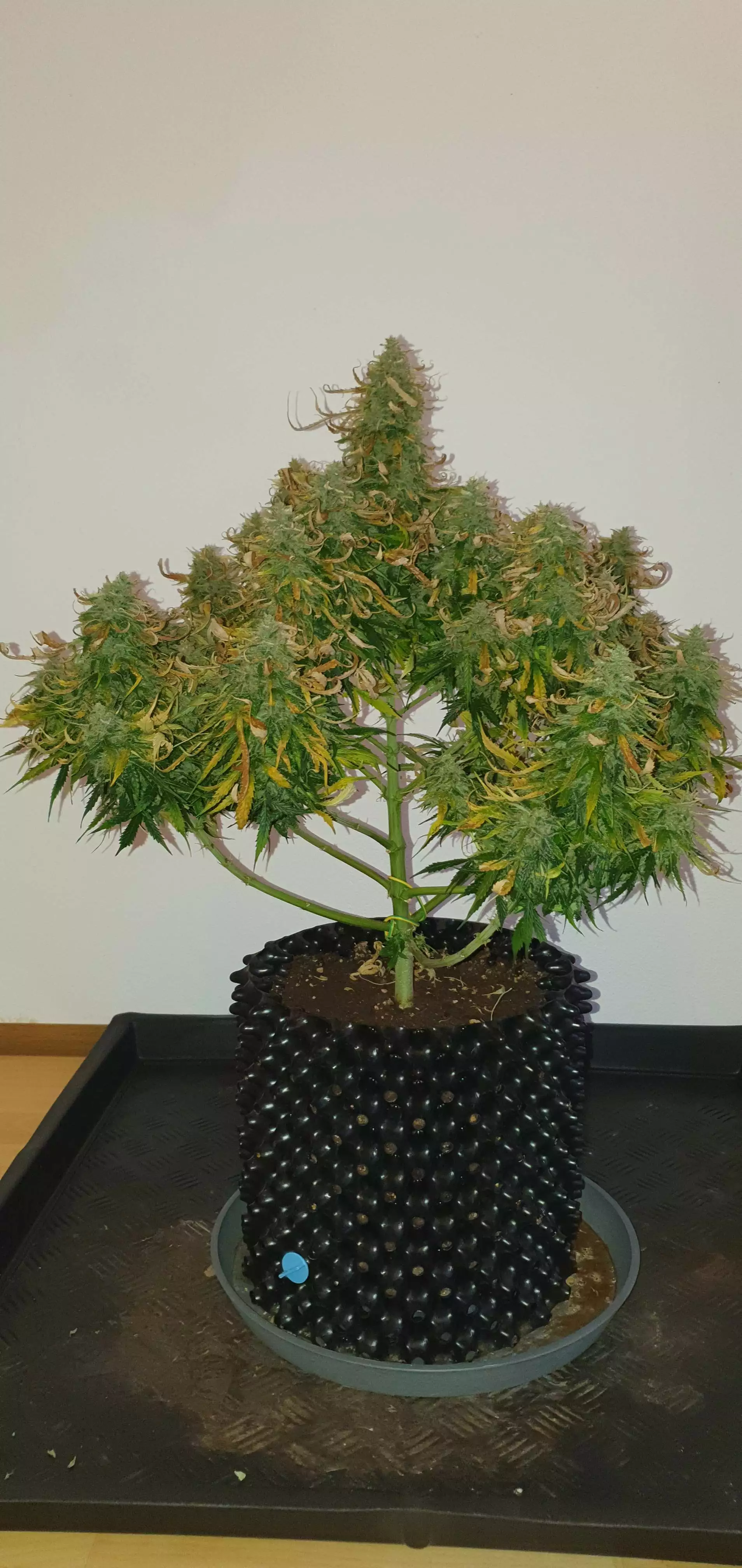 Q4W gen1 by SANlight grow lamp. Lighting information- Gro