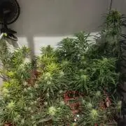 ACE once again. 3x Super Malawi Haze