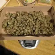 ACE once again. 3x Super Malawi Haze