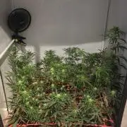 ACE once again. 3x Super Malawi Haze
