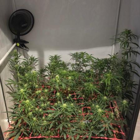ACE once again. 3x Super Malawi Haze
