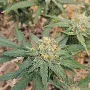 Green Poison SweetSeeds-ACE Zamaldelica