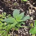 Green Poison SweetSeeds-ACE Zamaldelica
