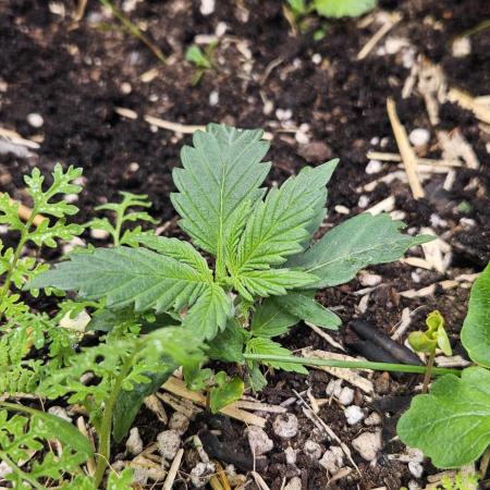 Green Poison SweetSeeds-ACE Zamaldelica
