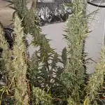 ACE Golden Tiger Thai dominant Living soil