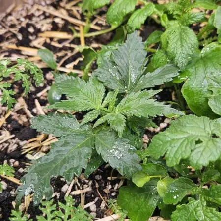 Green Poison SweetSeeds-ACE Zamaldelica