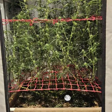 ACE Golden Tiger Thai dominant Living soil
