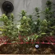 ACE once again. 3x Super Malawi Haze