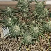 Green Poison SweetSeeds-ACE Zamaldelica