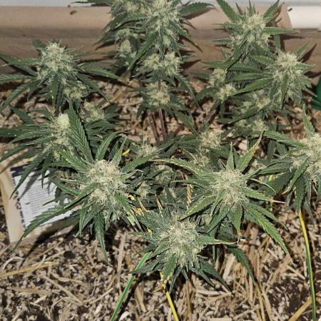 Green Poison SweetSeeds-ACE Zamaldelica
