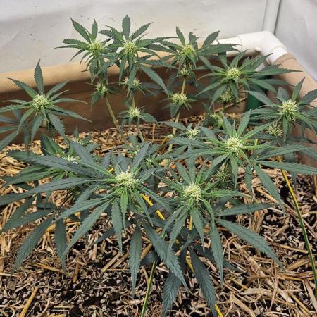 Green Poison SweetSeeds-ACE Zamaldelica