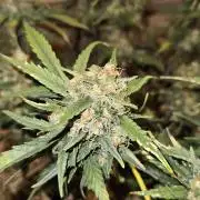 Green Poison SweetSeeds-ACE Zamaldelica