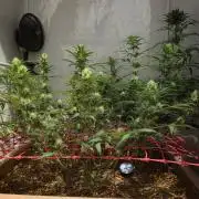 ACE once again. 3x Super Malawi Haze
