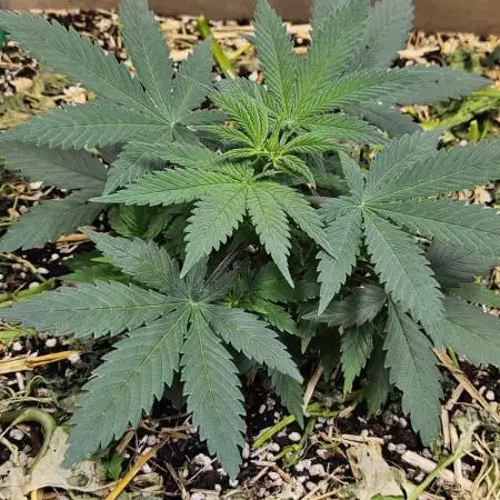 Green Poison SweetSeeds-ACE Zamaldelica