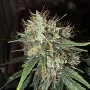 ACE once again. 3x Super Malawi Haze