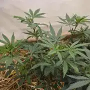 ACE once again. 3x Super Malawi Haze