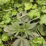 ACE once again. 3x Super Malawi Haze