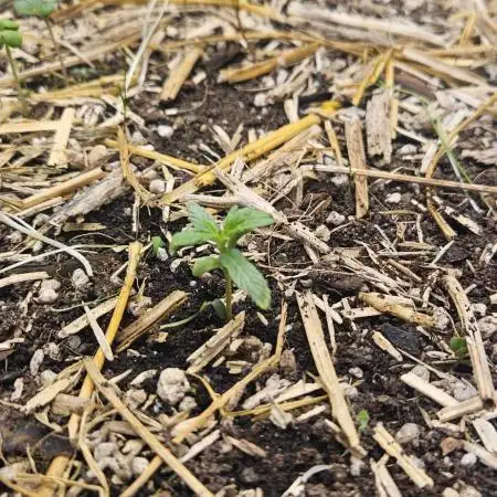 Green Poison FV Sweet Seeds