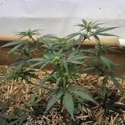 Green Poison SweetSeeds-ACE Zamaldelica