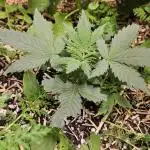 Green Poison SweetSeeds-ACE Zamaldelica