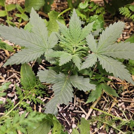 Green Poison SweetSeeds-ACE Zamaldelica